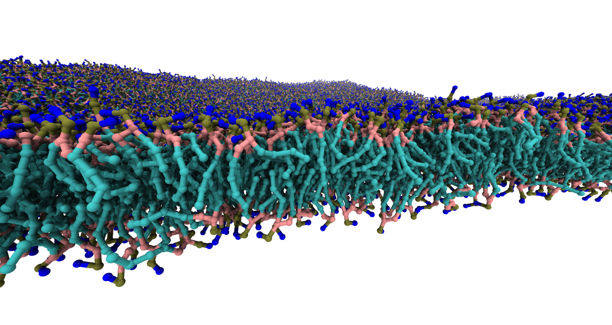 Schematic representation of a lipid membrane