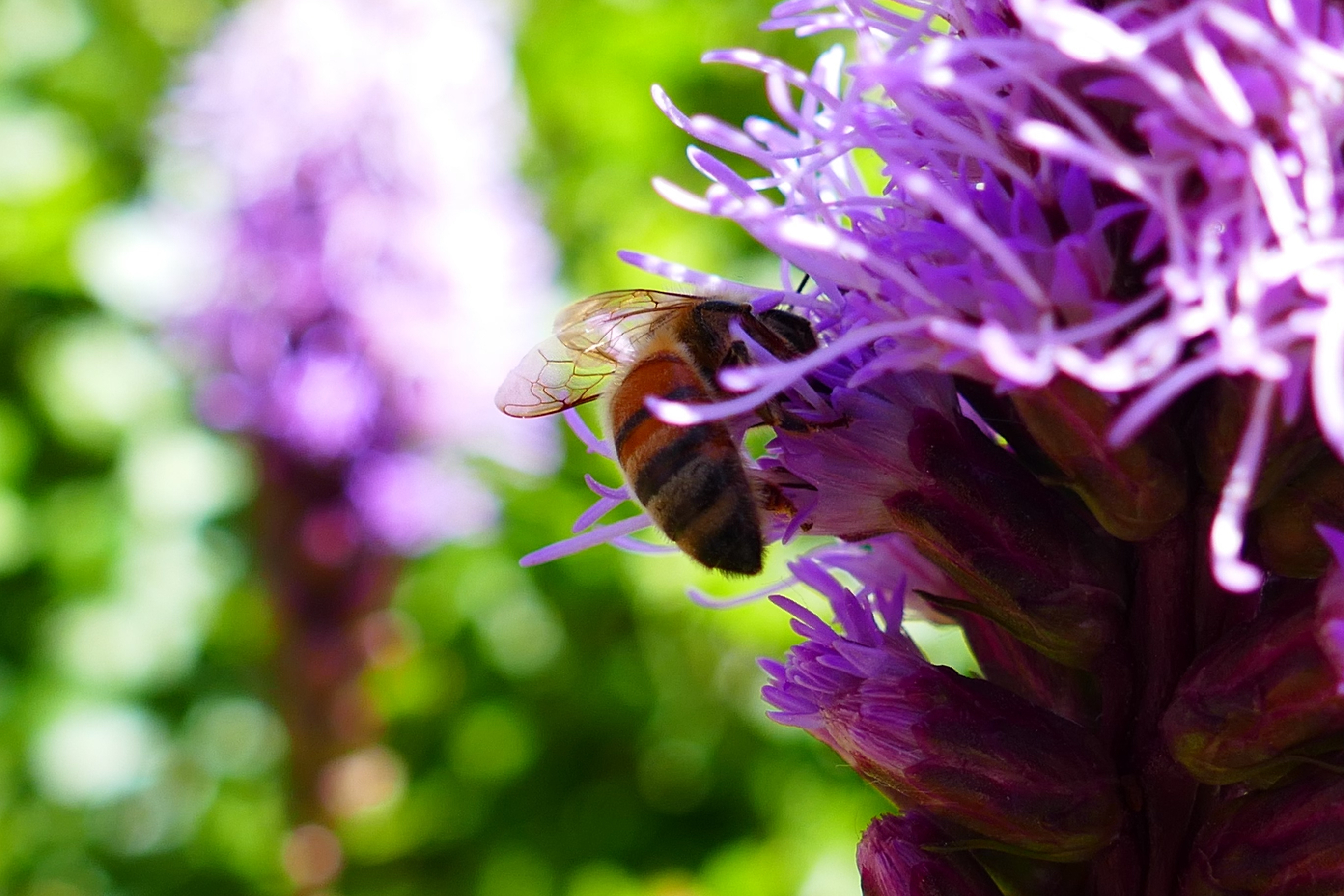 A bee visits a flower