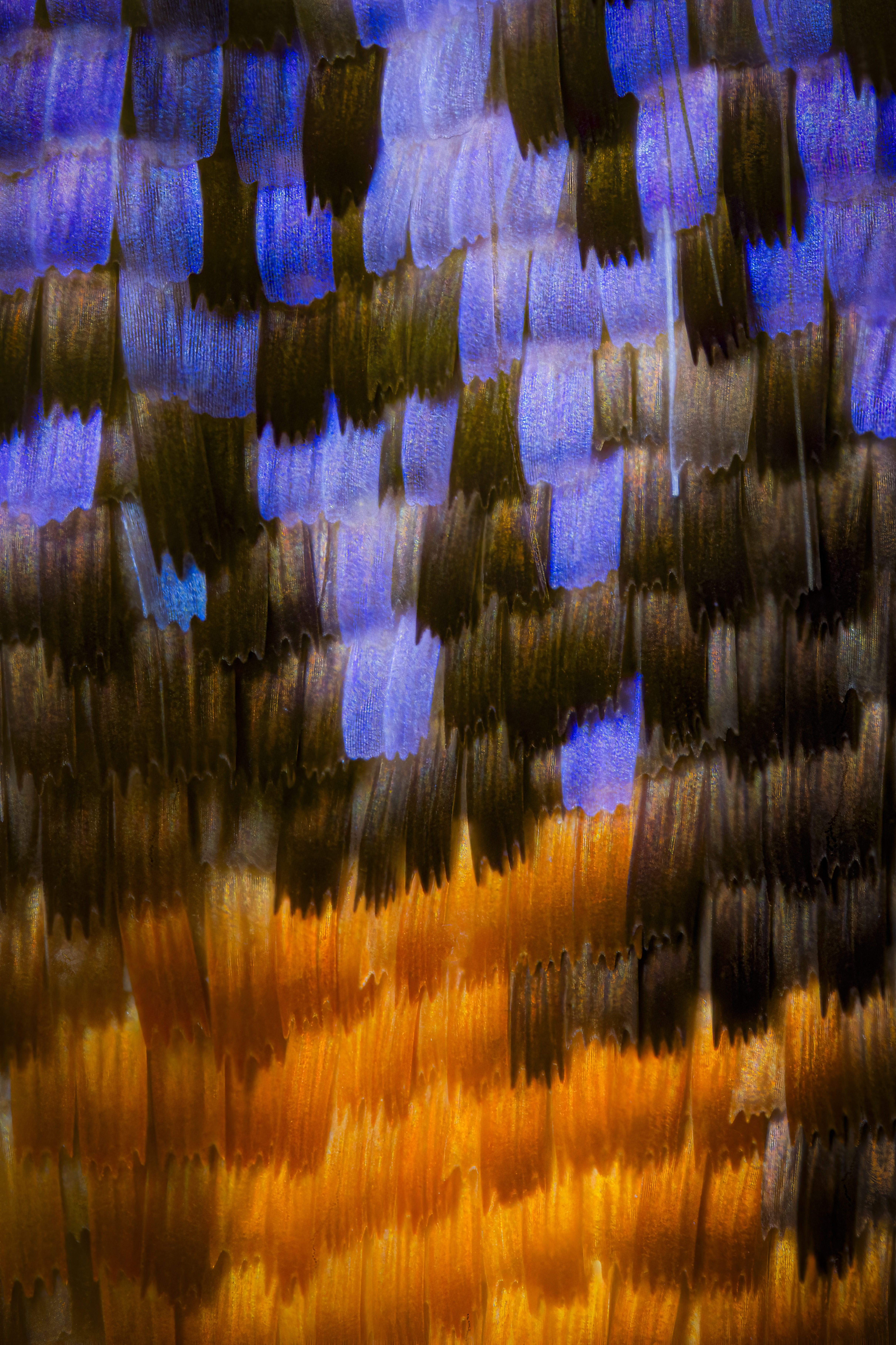 Vibrant blue, brown, and orange scales overlap in this close-up image of a butterfly's wing